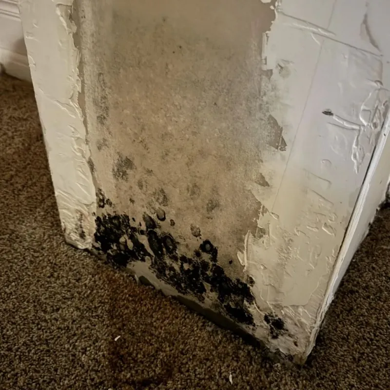 Professional Mold Removal in Greene County, OH